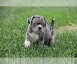 Small #2 Pug-Puggle Mix