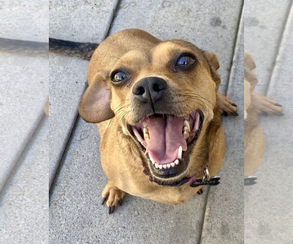 Medium Photo #2 Dachshund-Unknown Mix Puppy For Sale in Corona, CA, USA