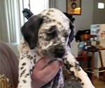 Small Photo #3 American Bulldog-Bullmatian Mix Puppy For Sale in PIGEON, MI, USA