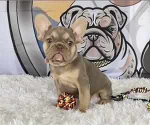 French Bulldog Puppy for sale in LEHIGH ACRES, FL, USA