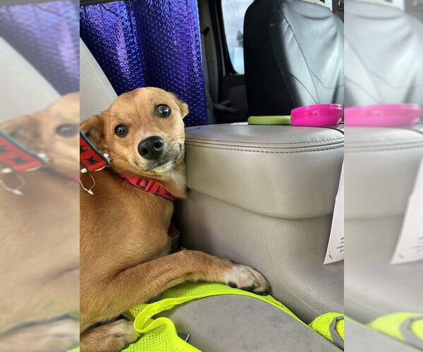 Medium Photo #1 Chihuahua Puppy For Sale in Stockton, CA, USA