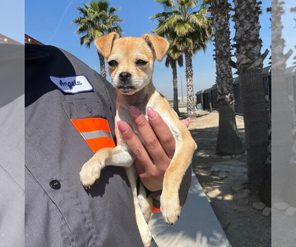 Medium Photo #1 Chihuahua Puppy For Sale in Chico, CA, USA