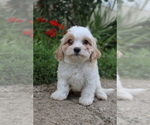 Small #1 Cavapoo