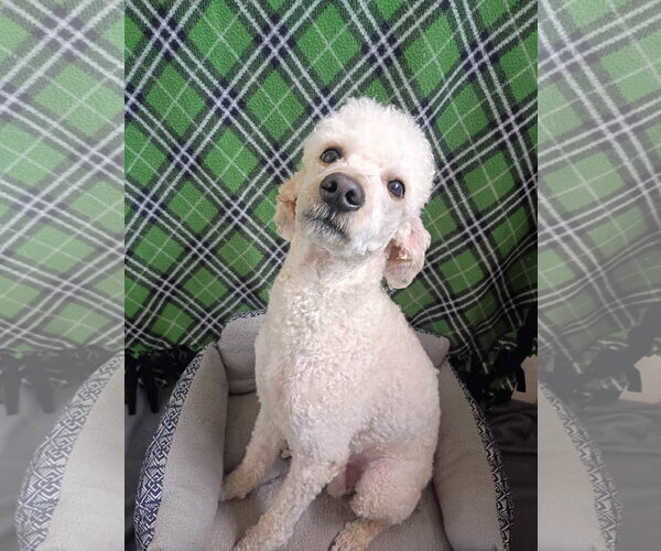 Medium Photo #5 Poodle (Standard) Puppy For Sale in Pacolet, SC, USA
