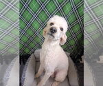 Small Photo #5 Poodle (Standard) Puppy For Sale in Pacolet, SC, USA