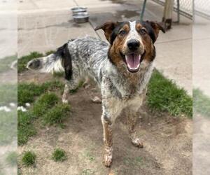 Border Collie-Texas Heeler Mix Dogs for adoption in Modesto, CA, USA