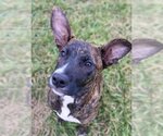 Small Photo #7 American Pit Bull Terrier-Plott Hound Mix Puppy For Sale in Pacolet, SC, USA