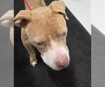 A081182 - Female Mutt Dog for Adoption - Small photo