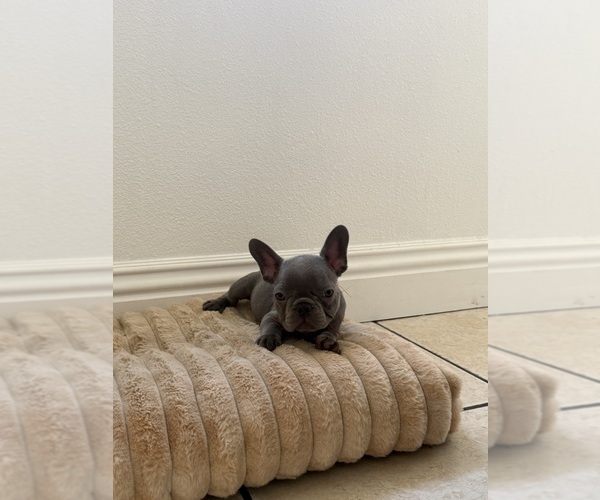 Medium Photo #6 French Bulldog Puppy For Sale in RIVERSIDE, CA, USA