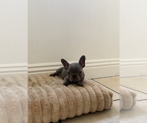 Medium French Bulldog