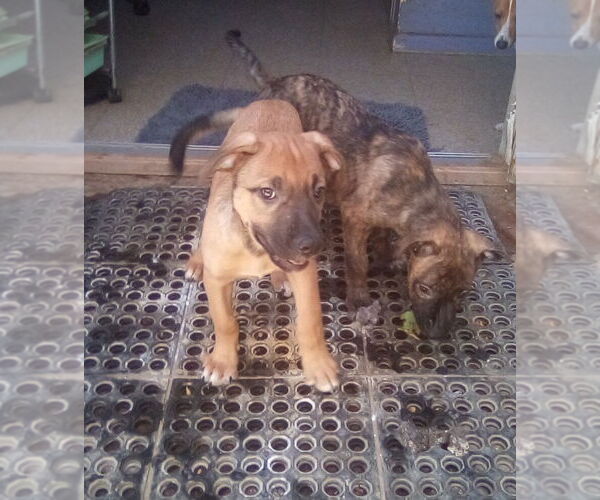 Medium Photo #7 Mutt Puppy For Sale in Apple Valley, CA, USA