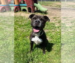 Small #12 Boxer Mix