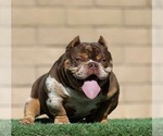Small Photo #1 American Bully Puppy For Sale in ATHERTON, CA, USA