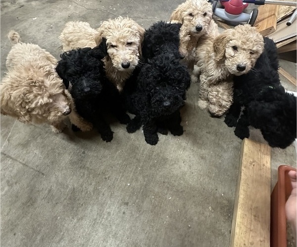 Medium Photo #10 Goldendoodle-Poodle (Standard) Mix Puppy For Sale in YAKIMA, WA, USA
