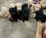 Small Photo #10 Goldendoodle-Poodle (Standard) Mix Puppy For Sale in YAKIMA, WA, USA