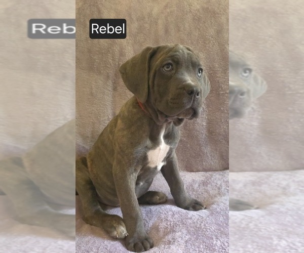 Medium Photo #11 Cane Corso Puppy For Sale in MINERAL WELLS, WV, USA