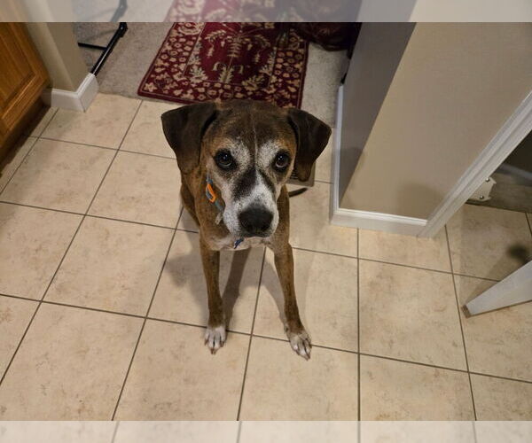 Medium Photo #6 Mutt Puppy For Sale in Springdale, PA, USA