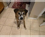 Small #5 Mutt