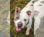 Small #7 Staffordshire Bull Terrier Mix
