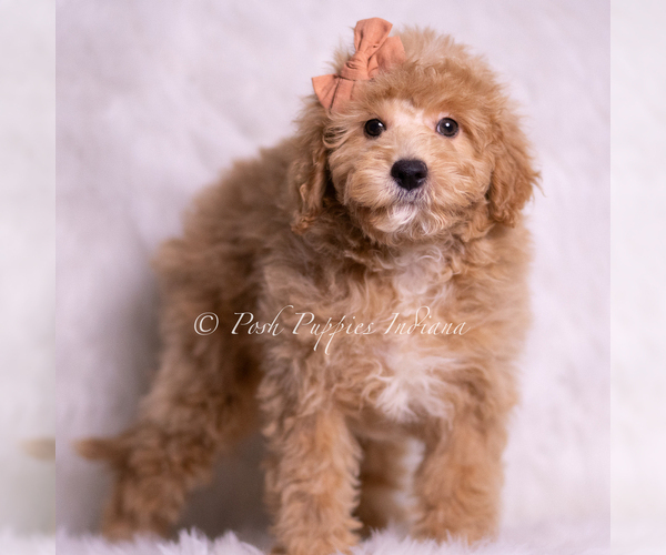 Medium Photo #46 Goldendoodle (Miniature) Puppy For Sale in WARSAW, IN, USA