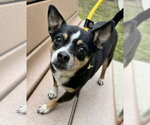 Small #3 Chihuahua Mix