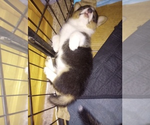 Pembroke Welsh Corgi Puppy for sale in LOGAN, NM, USA