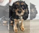 Small #3 Cocker Spaniel