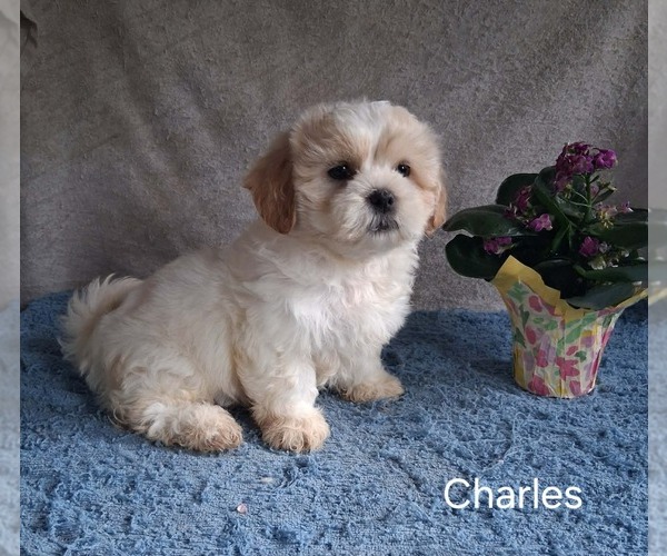 Medium Photo #2 Zuchon Puppy For Sale in MOUNT PLEASANT, MI, USA