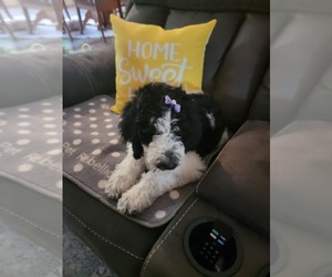 Sheepadoodle Puppy for Sale in FOLEY, Minnesota USA