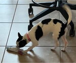 Small #8 Chihuahua Mix