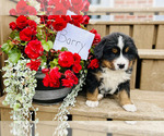 Puppy Barry Bernese Mountain Dog