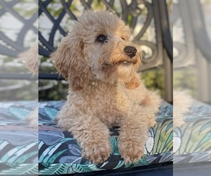 Yorkshire Terrier Puppy for sale in FOUNTAIN VALLEY, CA, USA