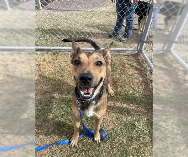 Medium Photo #1 German Shepherd Dog-Unknown Mix Puppy For Sale in Corpus Christi, TX, USA