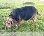 Small #5 Beagle