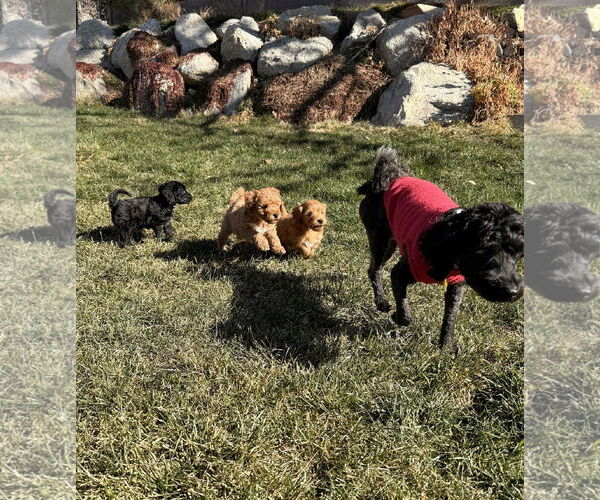 Medium Photo #6 Poodle (Miniature)-Unknown Mix Puppy For Sale in Sandy, UT, USA