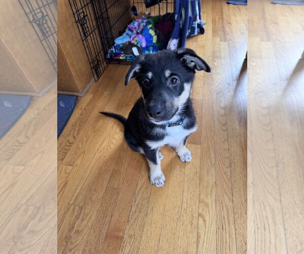 Medium Photo #2 Collie-German Shepherd Dog Mix Puppy For Sale in Princeton, MN, USA
