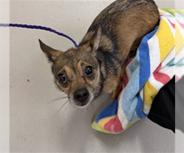 Medium Photo #1 Chihuahua-Unknown Mix Puppy For Sale in Sanford, FL, USA