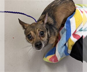 Chihuahua-Unknown Mix Dogs for adoption in Sanford, FL, USA