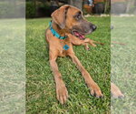 Small #1 Great Dane