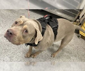 American Pit Bull Terrier Dogs for adoption in Houston, TX, USA