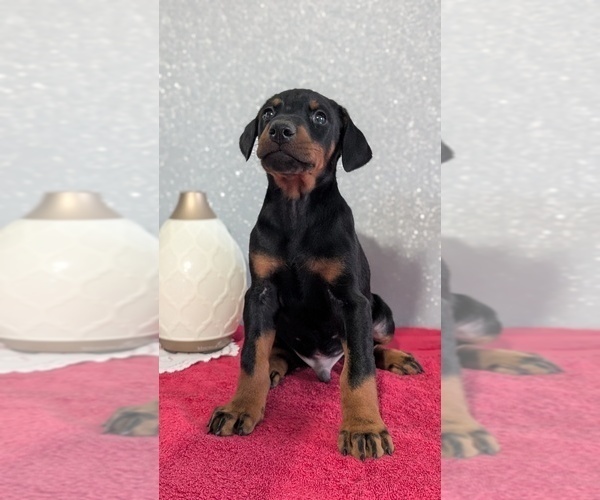 Medium Photo #34 Doberman Pinscher Puppy For Sale in GOSHEN, IN, USA