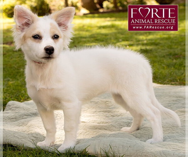 Medium Photo #4 American Eskimo Dog-Colonial Cocker Spaniel Mix Puppy For Sale in Marina del Rey, CA, USA