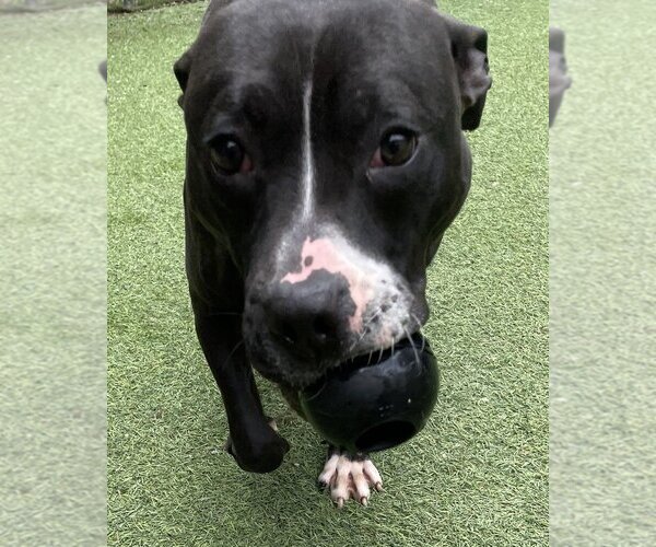 Medium Photo #7 American Pit Bull Terrier-Great Dane Mix Puppy For Sale in Raleigh, NC, USA