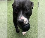 Small #6 American Pit Bull Terrier-Great Dane Mix