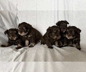 Schnauzer (Miniature) Litter for sale in KNOX CITY, MO, USA
