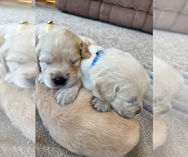 Medium Photo #4 Golden Retriever Puppy For Sale in BROAD BROOK, CT, USA