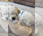 Small Photo #4 Golden Retriever Puppy For Sale in BROAD BROOK, CT, USA