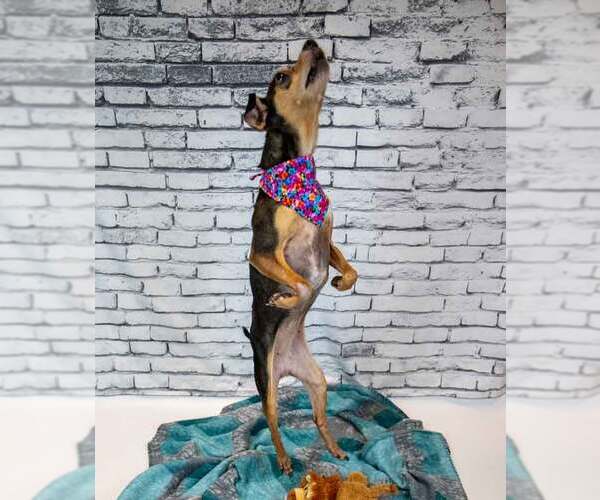 Medium Photo #4 Chihuahua-Unknown Mix Puppy For Sale in Kennesaw, GA, USA