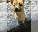 Small #76 Pomsky