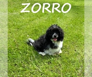 Shih-Poo Puppy for sale in HARTLAND, MN, USA